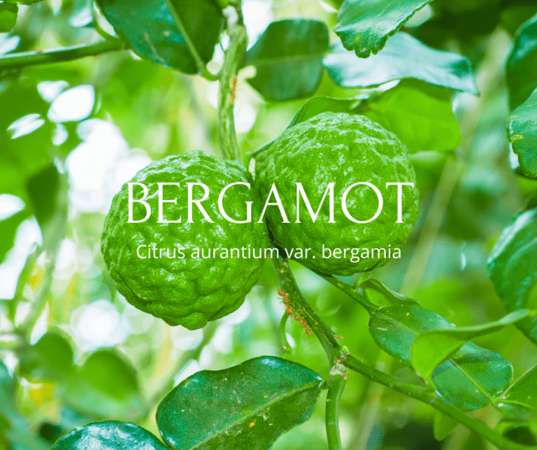 Bergamot fruit and leaves in tree