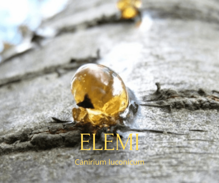 Closeup of Elemi resin "tears" exuding from tree