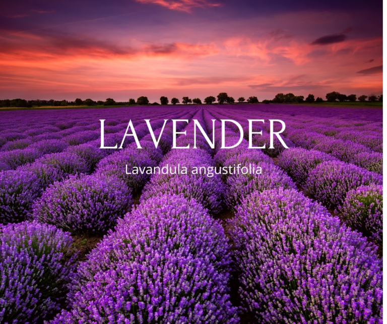 Field of Lavender at sunset