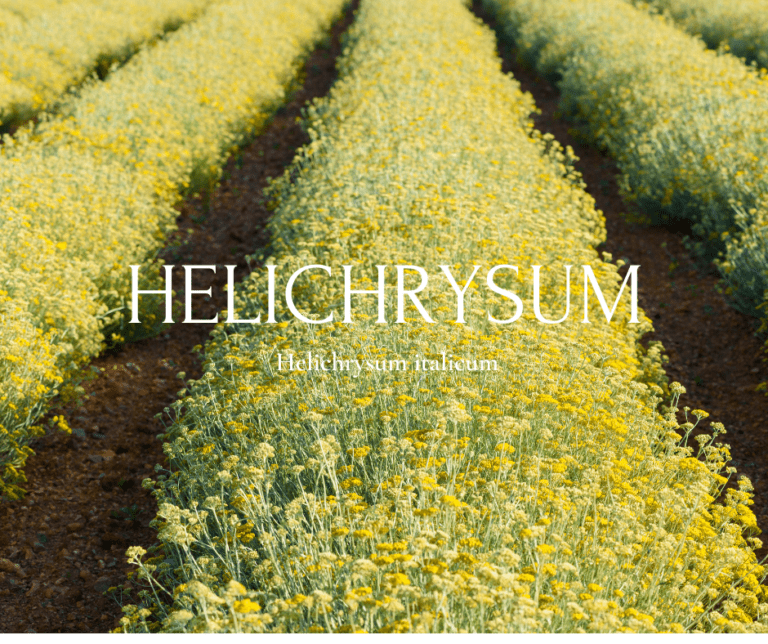 helichrysum (1)