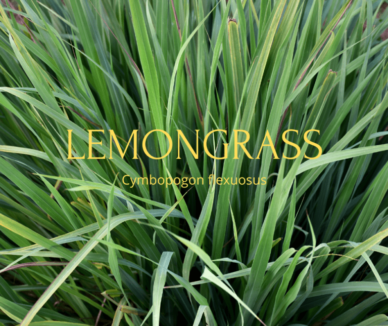 lemongrass